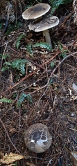 Amanita nothofagi