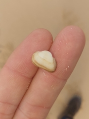Striarca pisolina