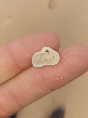 Striarca pisolina