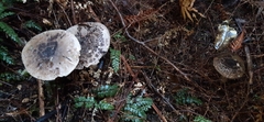Amanita nothofagi