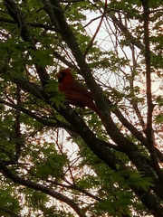 Cardinalis cardinalis