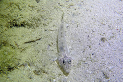 Fusigobius