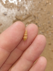 Austrodrillia angasi