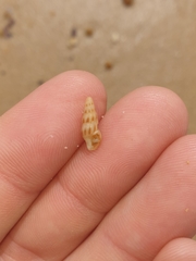 Austrodrillia angasi