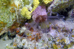 Alicia pretiosa