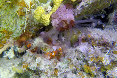 Alicia pretiosa