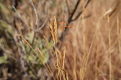 Heteropogon