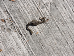 Glaucidium brasilianum