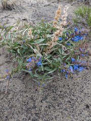 Penstemon acuminatus