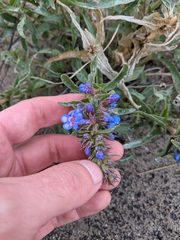 Penstemon acuminatus