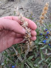 Penstemon acuminatus