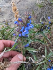 Penstemon acuminatus