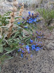 Penstemon acuminatus