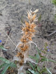 Penstemon acuminatus