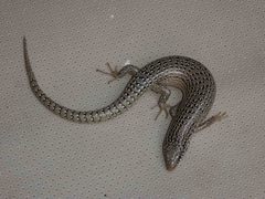 Chalcides ocellatus