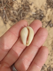 Erronea subviridis