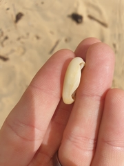 Erronea subviridis