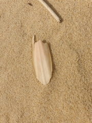 Sepia opipara