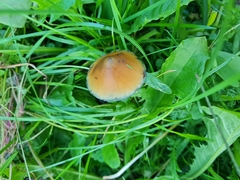 Psilocybe