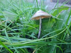 Psilocybe