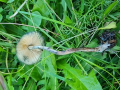 Psilocybe