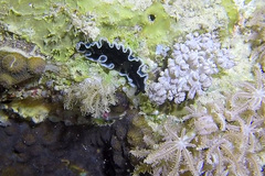 Pseudoceros duplicinctus