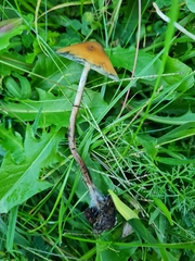 Psilocybe