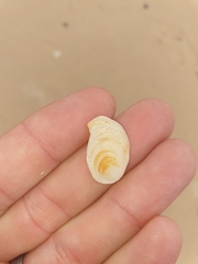 Vulsella