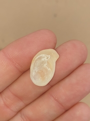 Vulsella