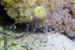 Alicia pretiosa