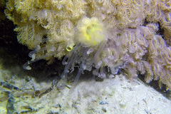 Alicia pretiosa