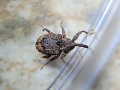 Conotrachelus seniculus