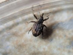 Conotrachelus seniculus