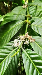 Coffea canephora
