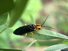Pamphiliidae