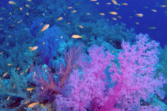 Dendronephthya hemprichi