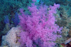 Dendronephthya hemprichi