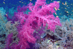 Dendronephthya hemprichi