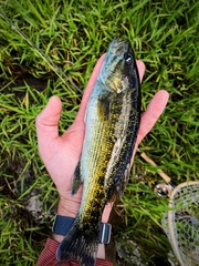 Micropterus coosae