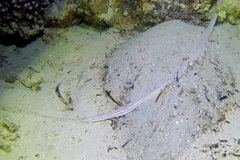 Baseodiscus quinquelineatus