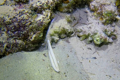 Baseodiscus quinquelineatus