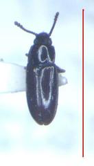 Pharaxonotha