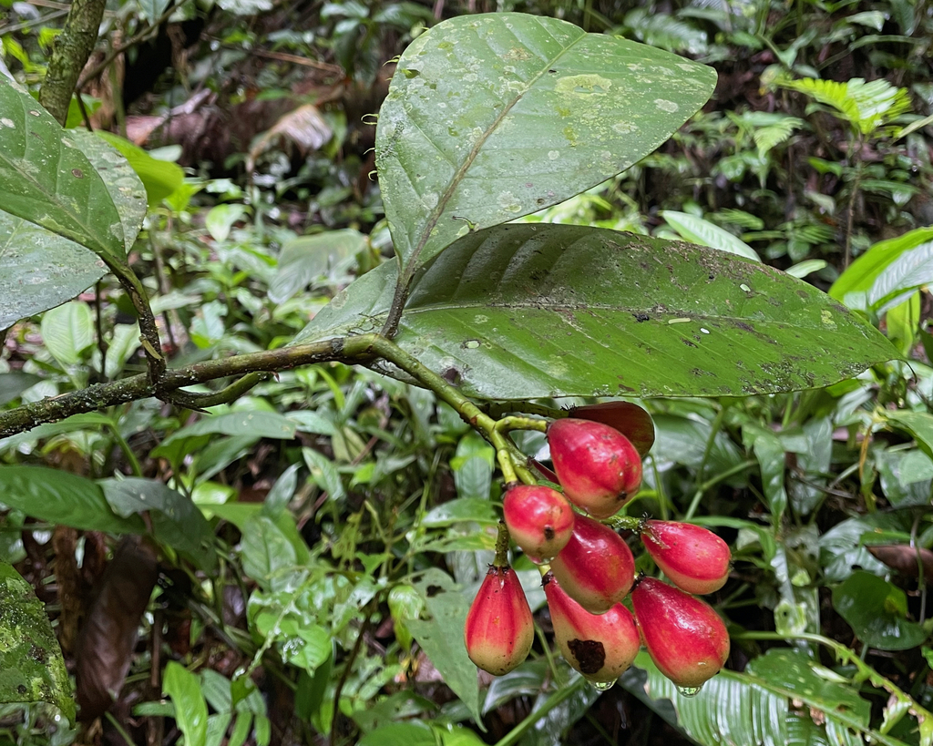 Chrysochlamys