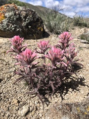 Castilleja angustifolia angustifolia