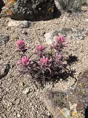 Castilleja angustifolia angustifolia
