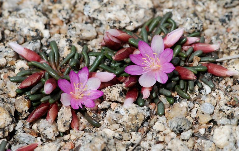 Lewisia disepala