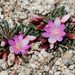 Yosemite Lewisia - Photo (c) 2009 Barry Breckling, some rights reserved (CC BY-NC-SA)