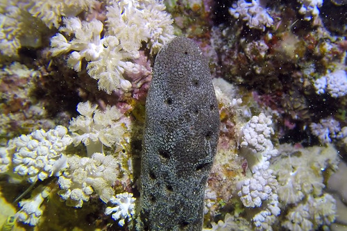 Hyrtios erectus (Keller, 1889)