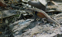 Sceloporus teapensis