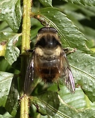Criorhina bubulcus